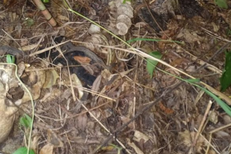 Geger Penemuan Mayat Bertabur Kopi di Depok, Kondisi Mengenaskan Sudah Mengering, Kesaksian Tetangga Bikin Pilu!