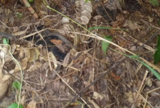 Geger Penemuan Mayat Bertabur Kopi di Depok, Kondisi Mengenaskan Sudah Mengering, Kesaksian Tetangga Bikin Pilu!